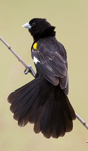 White-winged Widowbird male